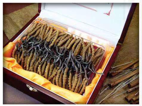 昂昂溪冬虫夏草回收